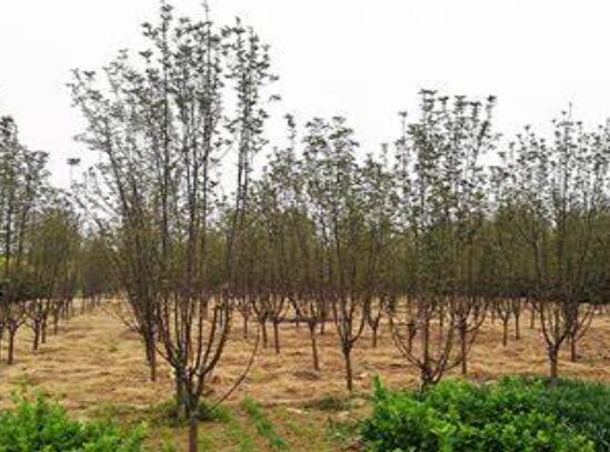 湖南花木基地哪個苗圃基地的綠化苗木規(guī)?；揖G化苗木標準化！