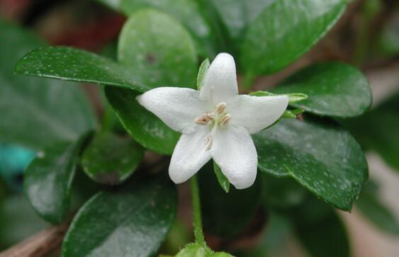 茶在植物學分類屬于什么科什么屬？